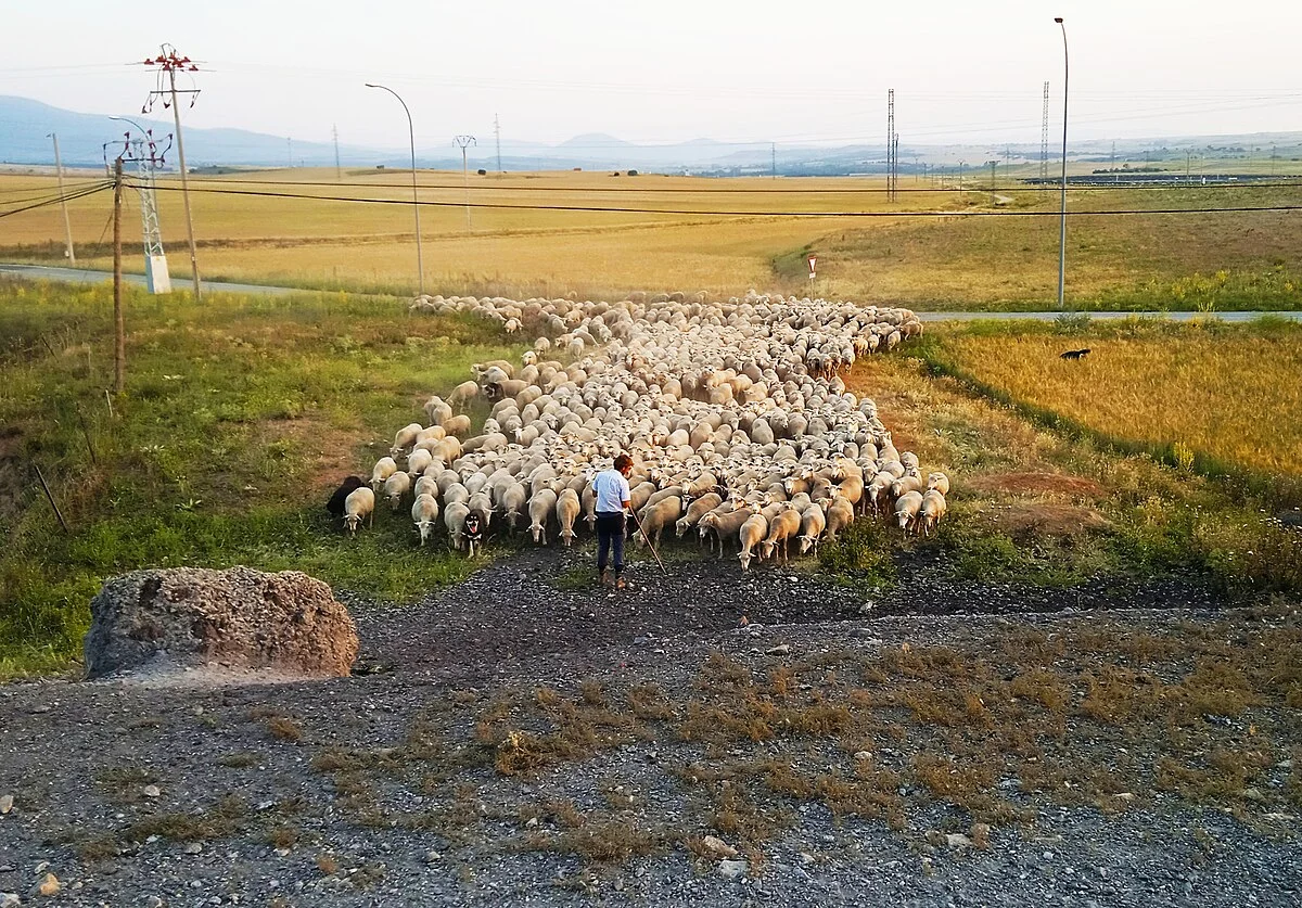 Ovejas merinas en camino trashumante por Perogordo, Segovia