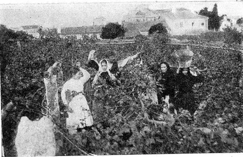 Vendimia historica en las Rias Baixas